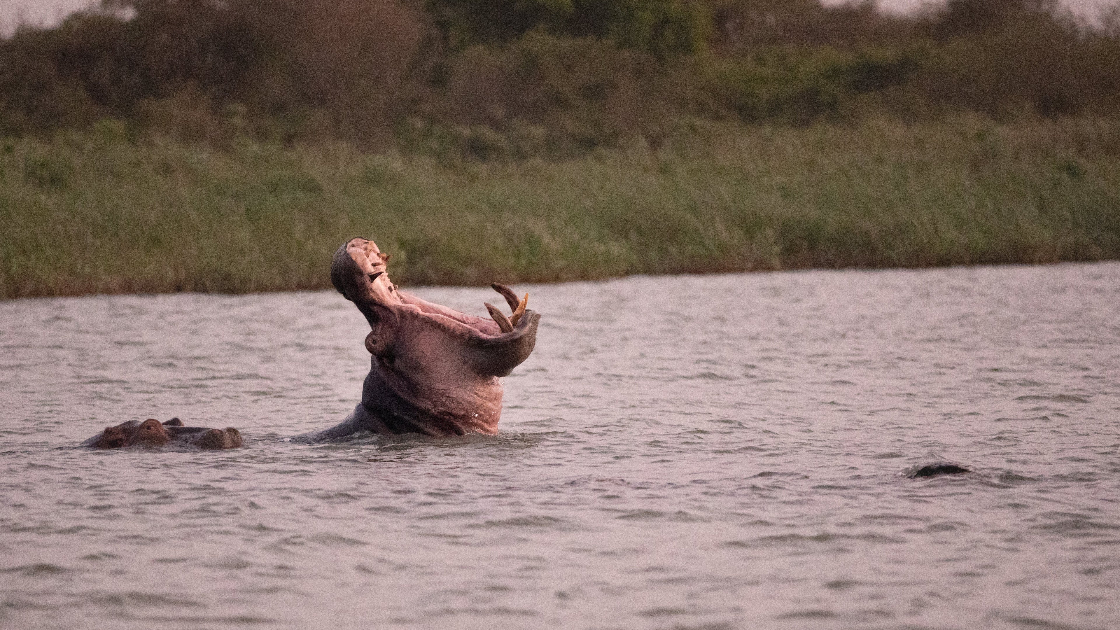 Hippos in Lake Tana, Ethiopia.